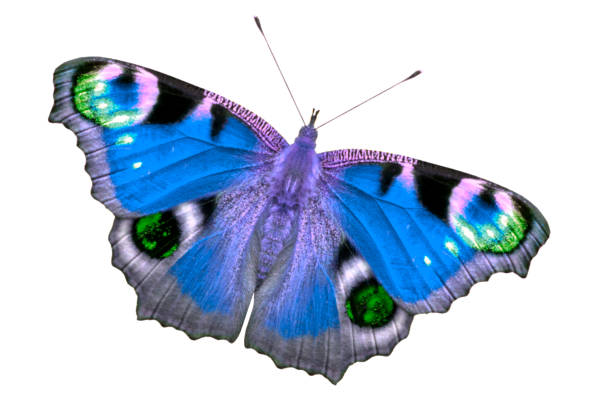 Peacock butterfly on a buddleia flower. The antenna and proboscis are well defined.  The image has been heavily post processed to give a painterly effect.