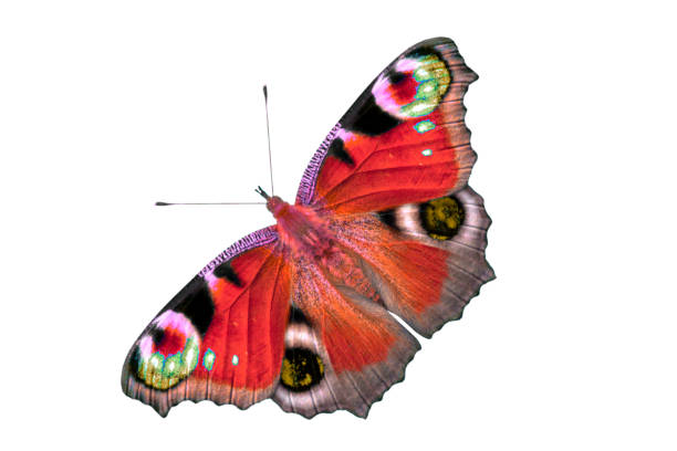 istock Beautiful multi-colored butterfly with open wings. Butterfly is isolated on white background top view, no shadow. 1130041084