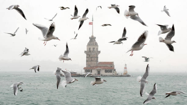Seagull in focus and blurred view of Maiden's Tower in the background. Seagulls, Maiden Tower and magnificent sunset colors on the Bosphorus in Istanbul.