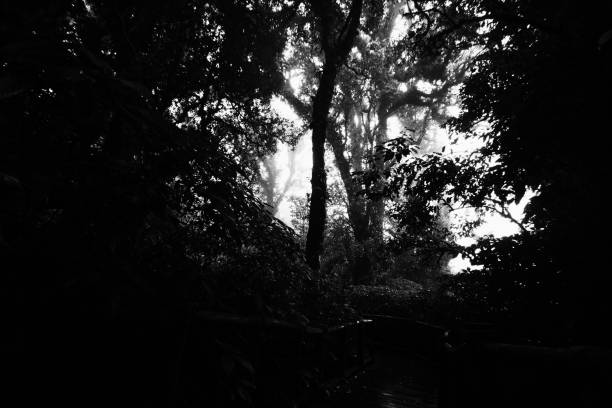 istock Abstrct silhouette tree in forest in the dark night. Halloween day concept 1130045018
