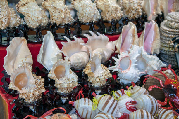istock Group Of Rapana Shells Arranged, Rapana, Shells, on the shop window 1130047925