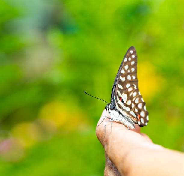 istock Common jay butterfly ( Graphium doson)  resting on human finger 1130048213