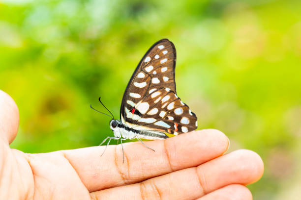 istock Common jay butterfly ( Graphium doson)  resting on human finger 1130048220