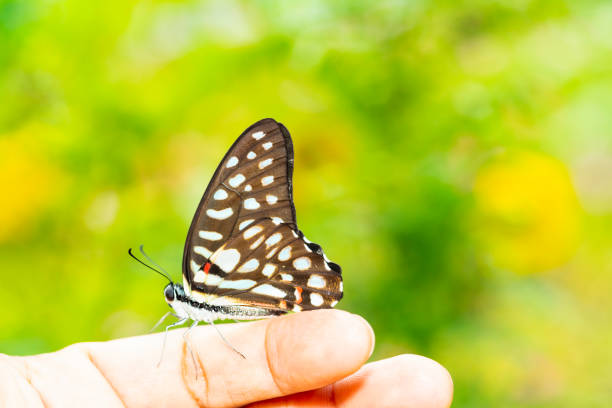 istock Common jay butterfly ( Graphium doson)  resting on human finger 1130048225