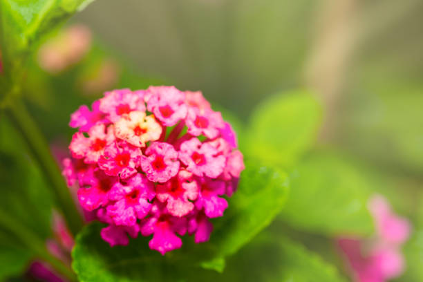 Pink Umbelanterna flower with theirs tree in the garden , Lantana camara