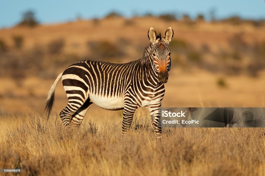 Cape Mountain Zebra Mountain Zebra National Park South Africa Stock Photo -  Download Image Now - iStock