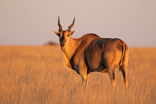 antílope eland, mokala national park, sudáfrica - eland fotografías e imágenes de stock
