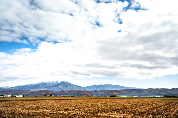 Japan, farm, Autumn, Hokkaido, Japanese Larch
