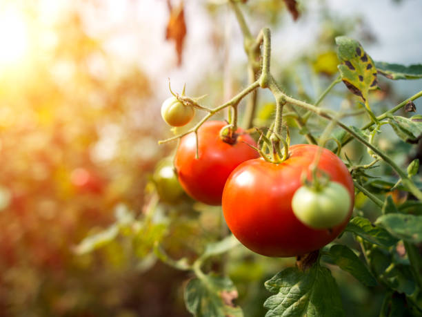 istock Tomato Greenhouse 1130049435