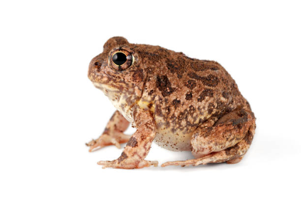 istock A southern African sand frog isolated on white 1130049436