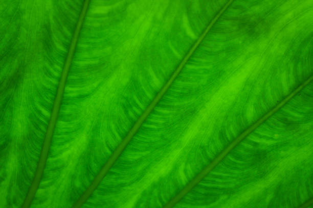 istock the green nature wallpaper 1130050224