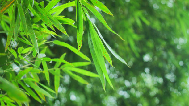 istock the green nature wallpaper 1130050320