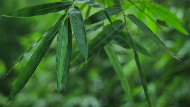 istock the green nature wallpaper 1130050416