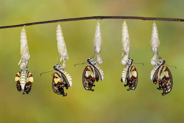 istock Transformation of Common jay butterfly ( Graphium doson)  with pupa shell hanging on twig 1130051761