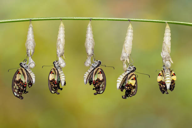 istock Transformation of Common jay butterfly ( Graphium doson)  with pupa shell hanging on twig 1130051771
