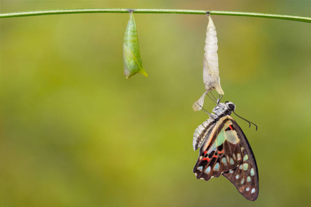 istock Transformation of Common jay butterfly ( Graphium doson)  with pupa shell hanging on twig 1130051785