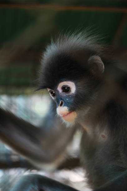 istock monkey in the cage at the zoo 1130052157