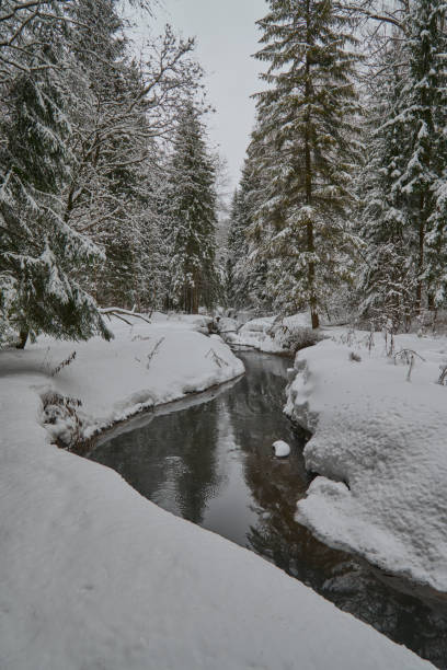 istock Winter forest in Russia 1130053716