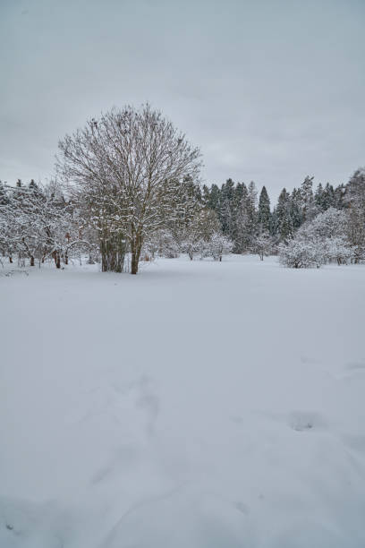 istock Winter forest in Russia 1130053761