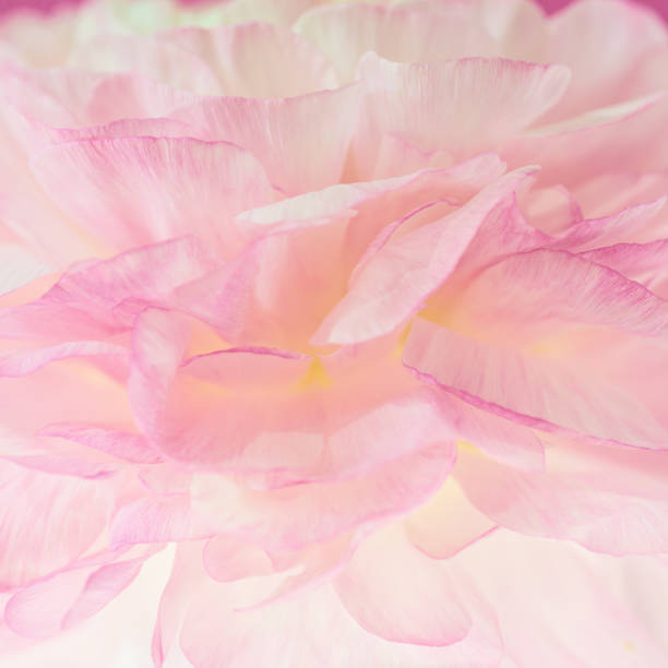 istock Beautiful flower background. Pink ranunculus flower. Macro. 1130053770