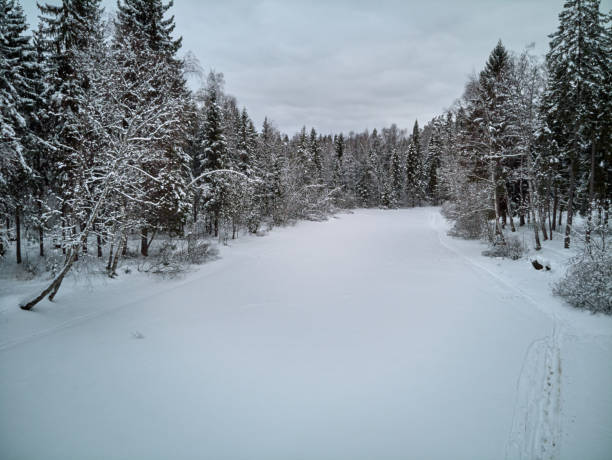 istock Winter forest in Russia 1130053800