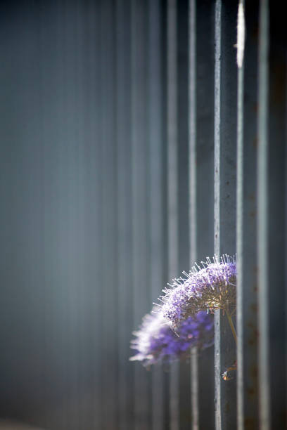 Cast iron railing, diminishing perspective,vertical view,  selective focus on wild flower. Urban scene, Santiago de Compostela, Galicia, Spain. Copy space on the upper side of the image.