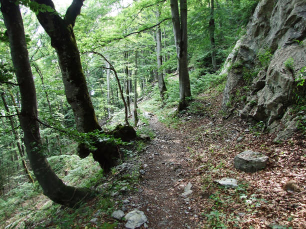 gonzen 山の斜面に落葉性森林・樹木 - footpath wood horizon nature ストックフォトと画像