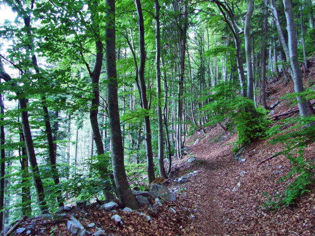 gonzen 山の斜面に落葉性森林・樹木 - footpath wood horizon nature ストックフォトと画像