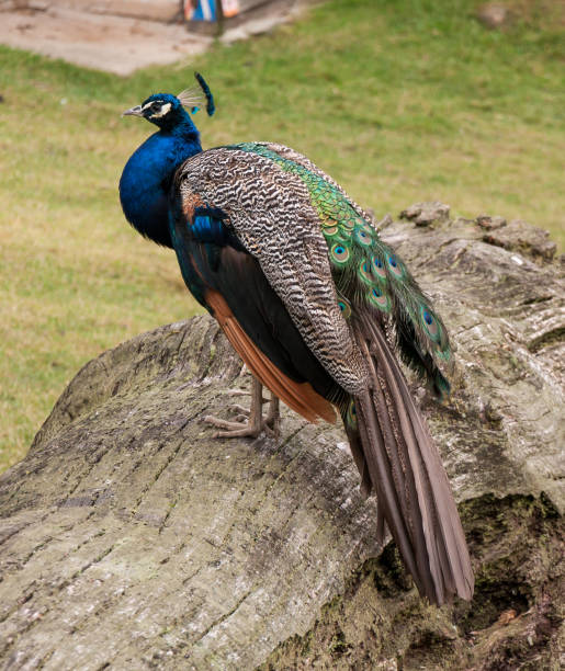 istock Colorful peafowl on the ground with grass background 1130055895