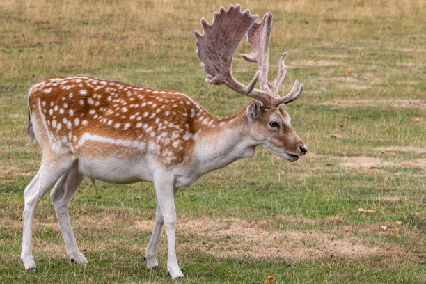 damhirsch (dama dama) - fallow deer fawn deer fallow field stock-fotos und bilder