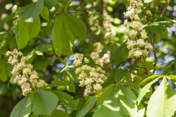 istock Flowering chestnut branch in spring. Three brown candles 1130056065