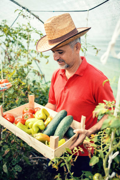 istock Man holding crate of fresh vegetables 1130056096