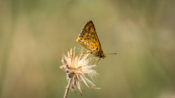 istock Golden skipper butterfly atmospheric scene 1130056293