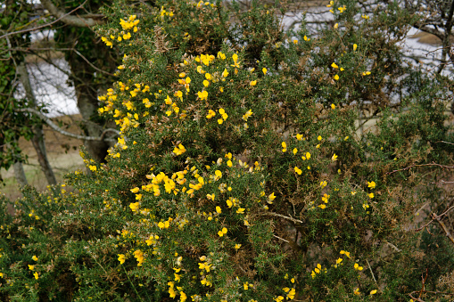 Yellow Gorse (Ulex europaeus) Broom flower heads