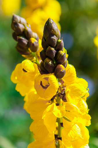 Picture of a Yellow blossoming Senna didymobotrya (African senna, Popcorn cassia) plant in Maro. Near Marbella, Spain.