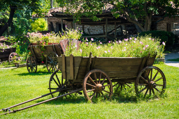Old rural wagon with flowers. Garden decoration