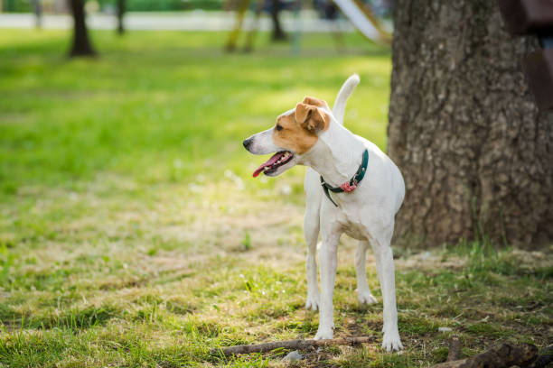 istock Jack Russell Terrier playing in the park with a stick 1130059031