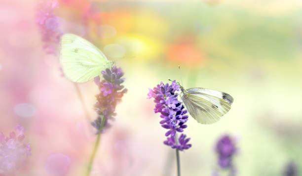 istock Butterfly on lavender flower, selective focus on white butterfly - beautiful nature 1130059923