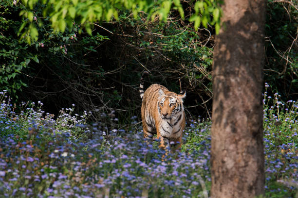 皇家孟加拉虎 - jim corbett national park 個照片及圖片檔