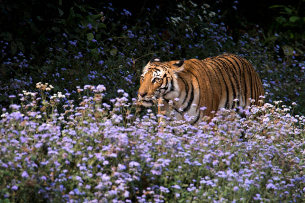 皇家孟加拉虎 - jim corbett national park 個照片及圖片檔
