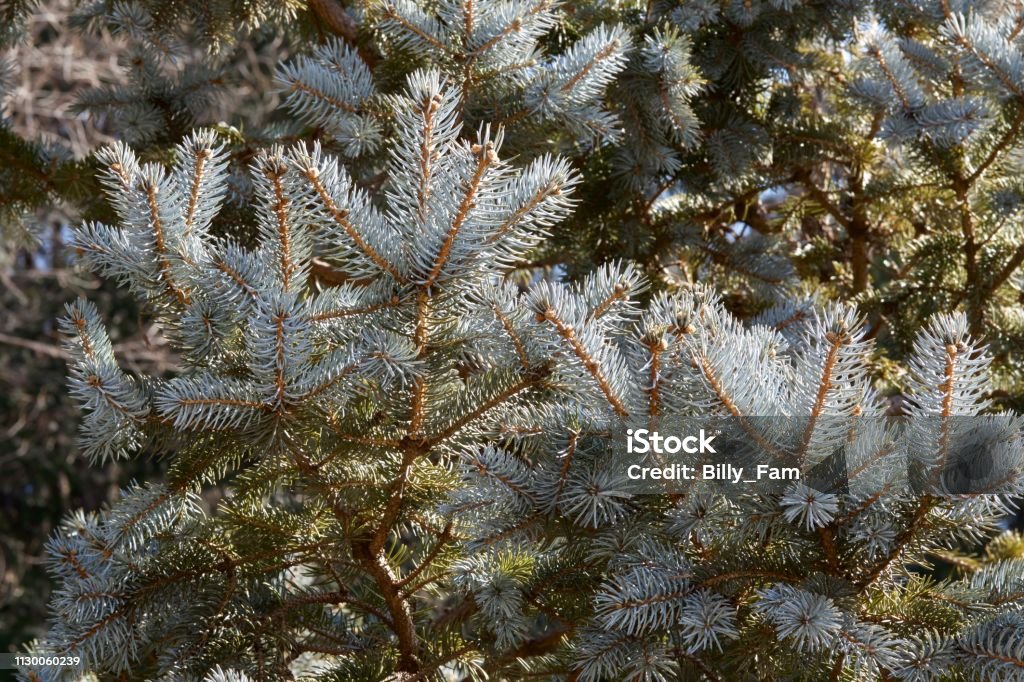 Beautiful silver fir tree Picture of the beautiful spring fir tree leaves. Animal Wildlife Stock Photo