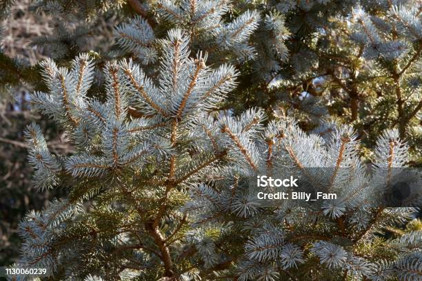 Beautiful Silver Fir Tree Stock Photo - Download Image Now - Animal Wildlife, Beauty, Colors