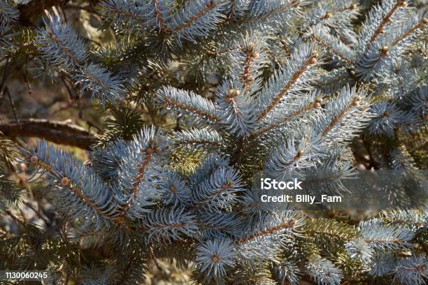 Beautiful Silver Fir Tree Stock Photo - Download Image Now - Animal Wildlife, Beauty, Colors