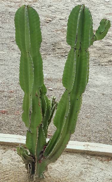 istock Varieties of cacti 1130060961