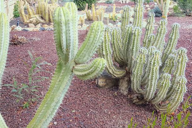 istock Varieties of cacti 1130060988