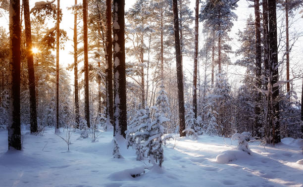 istock Trees are in the forest in winter under snow - landscape 1130061262