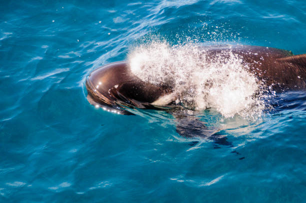 istock Long-Finned Pilot Whales in the Southern Atlantic Ocean 1130062000