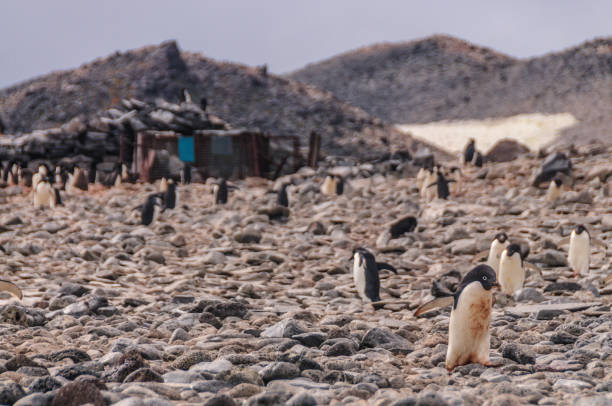 istock Adelie Penguins on Paulet Island 1130062010