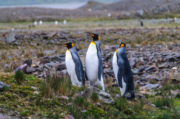 três pinguins rei na baía de fortuna - south georgia falkland islands mode of transport nature - fotografias e filmes do acervo