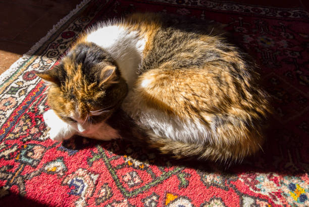 Image of a cat taking a nap